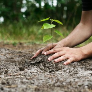 Planting a tree - JFC sustainability